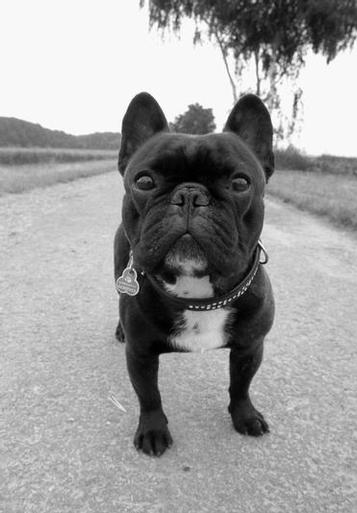 BULDOG FRANCEZ